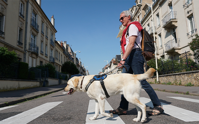 Homme promenant un chien guide blanc  sur un passage piéton